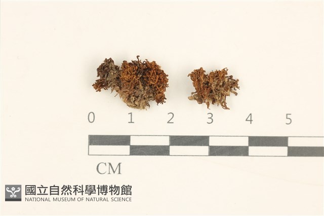 登錄號:B00002625藏品圖，第1張