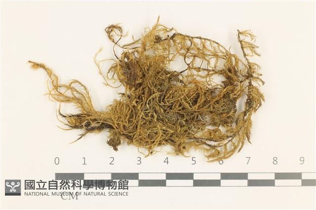 鞭枝懸蘚藏品圖，第1張