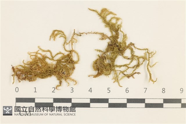 大葉濕原蘚藏品圖，第1張