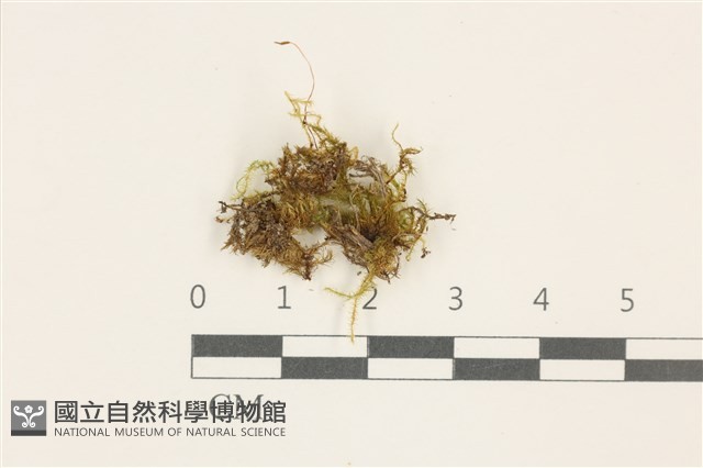 登錄號:B00014625藏品圖，第1張