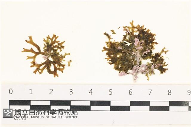 網目藻藏品圖，第1張