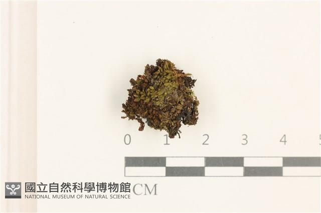 登錄號:B00020625藏品圖，第1張
