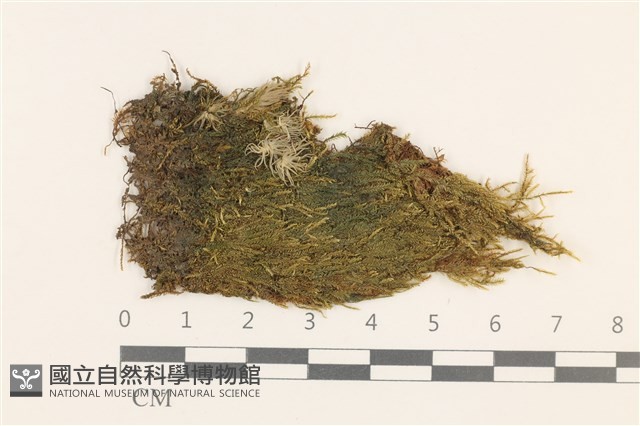赤莖小錦蘚藏品圖，第1張