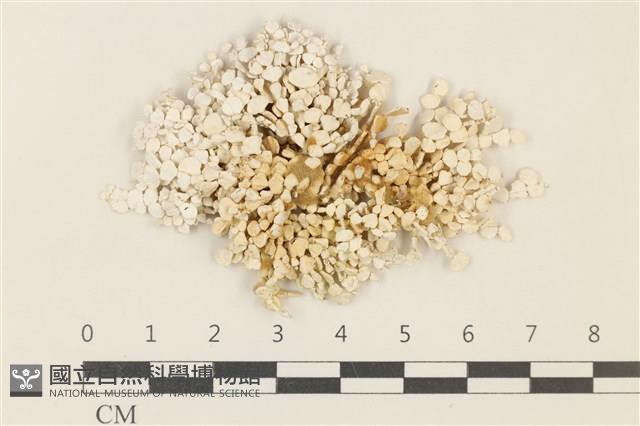 仙掌藻, 海仙人掌藏品圖，第1張