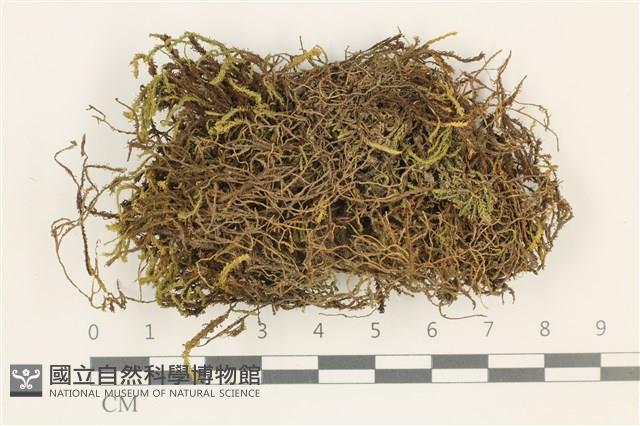 登錄號:B00003225藏品圖，第1張