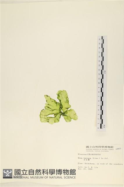 大石蓴, 石蓴藏品圖，第3張