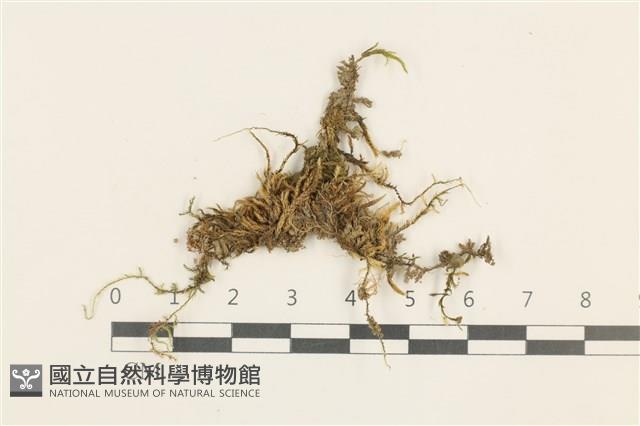 登錄號:B00015125藏品圖，第1張