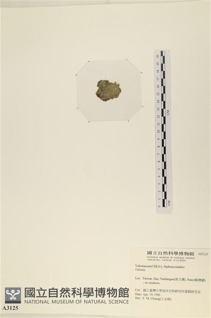 登錄號:A00003125藏品圖，第3張