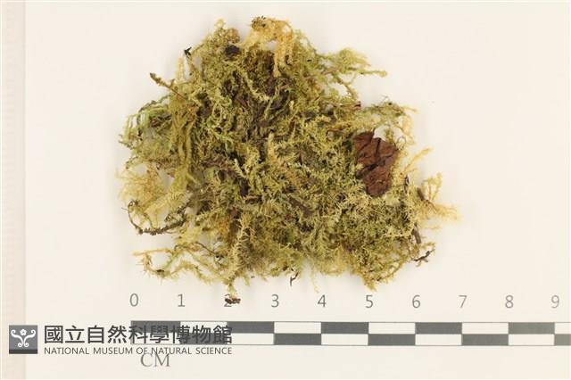 威氏青蘚藏品圖，第1張