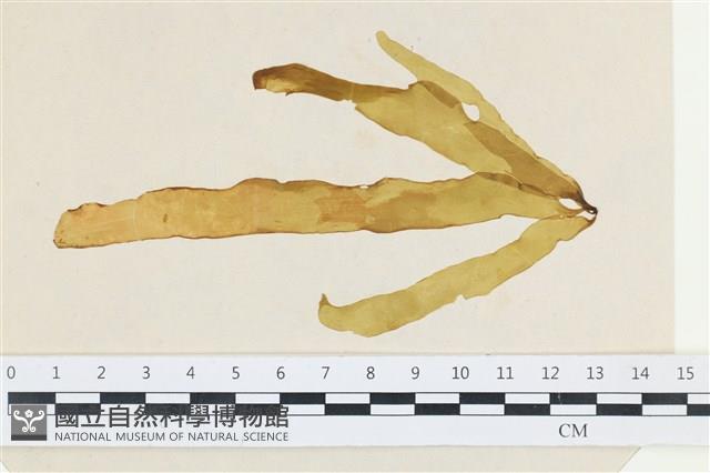 登錄號:A00002525藏品圖，第1張