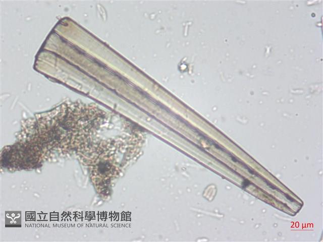 登錄號:A00004525藏品圖，第4張