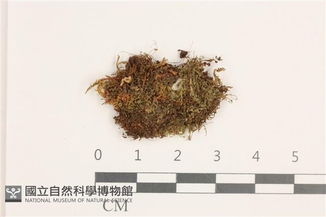 裸莖鞭苔藏品圖，第1張