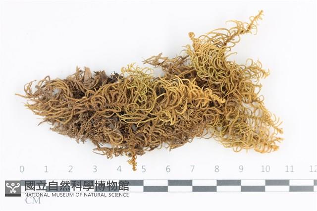 山羽蘚藏品圖，第1張