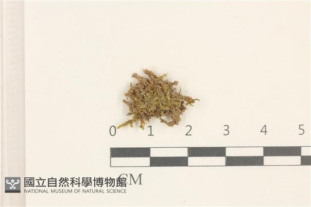 彎葉扁灰蘚藏品圖，第1張