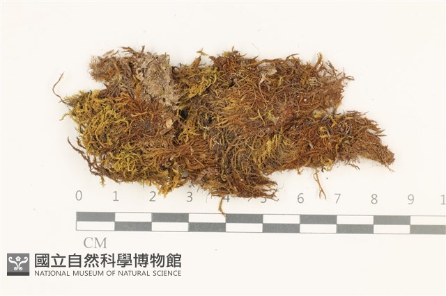 索氏叢本蘚藏品圖，第1張
