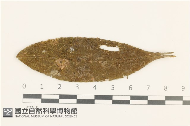大疣疣鱗苔藏品圖，第1張