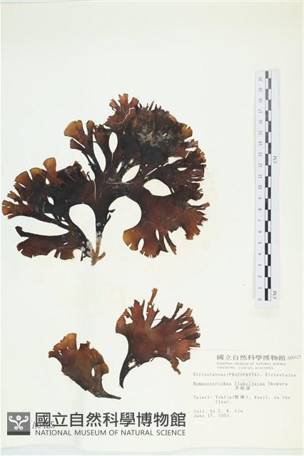 多扇藻藏品圖，第1張