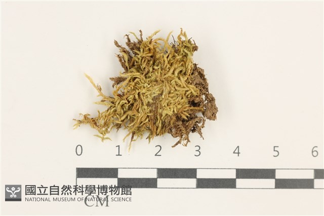 羽枝青蘚藏品圖，第1張