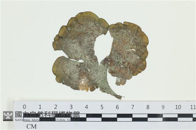 南方團扇藻藏品圖，第1張