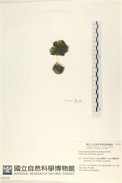 指枝藻藏品圖，第3張