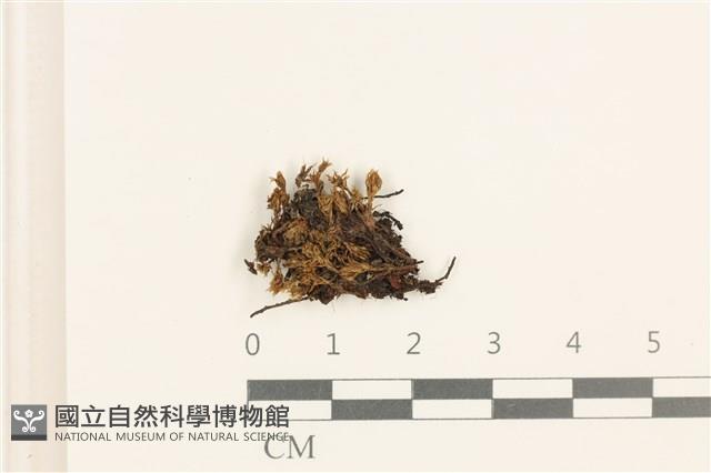 登錄號:B00021325藏品圖，第1張