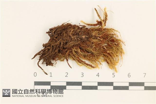 沼澤皺蒴蘚藏品圖，第1張