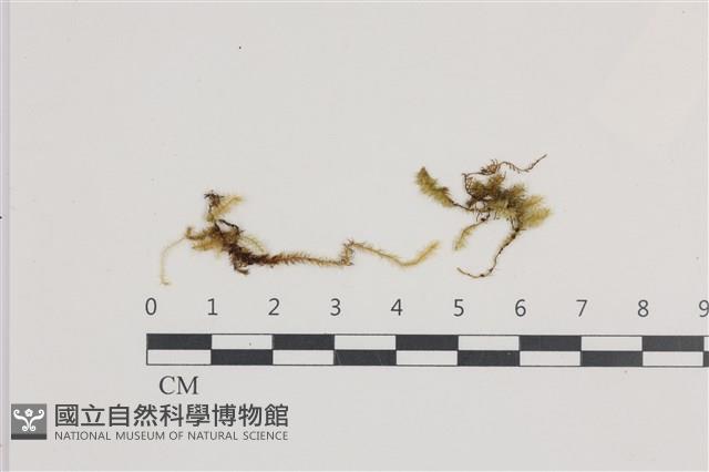 登錄號:B00004725藏品圖，第1張