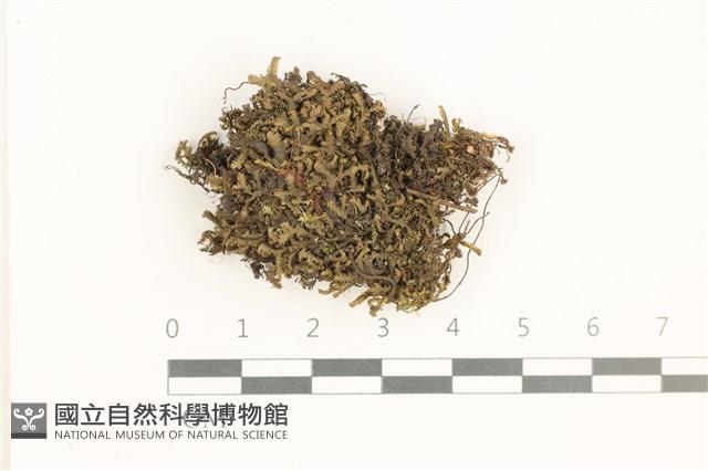 鞭苔,三裂鞭苔藏品圖，第1張
