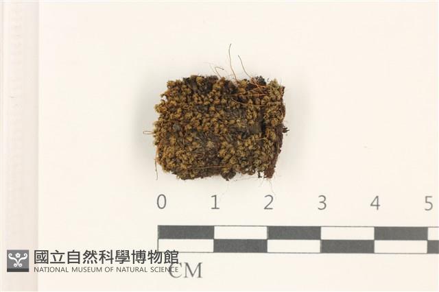 那霸短月蘚藏品圖，第1張