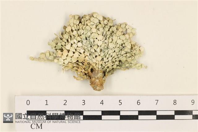 仙掌藻, 海仙人掌藏品圖，第1張