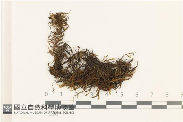 皺葉牛舌蘚藏品圖，第1張