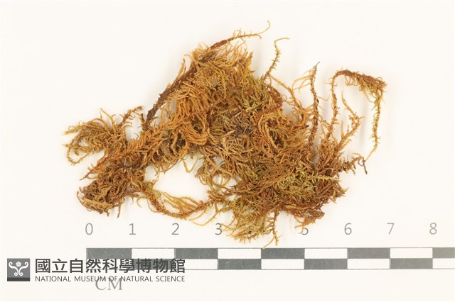 登錄號:B00009675藏品圖，第1張