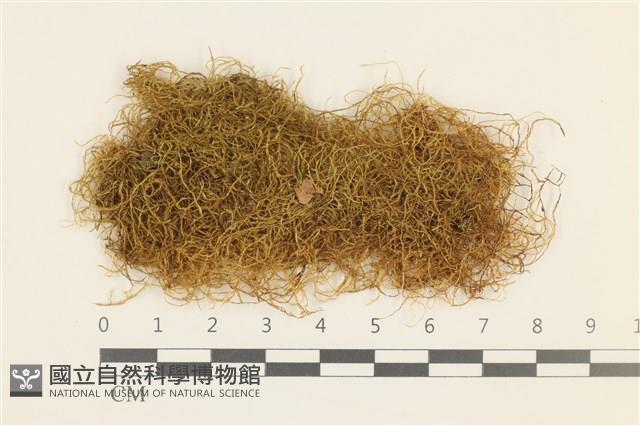 登錄號:B00016675藏品圖，第1張