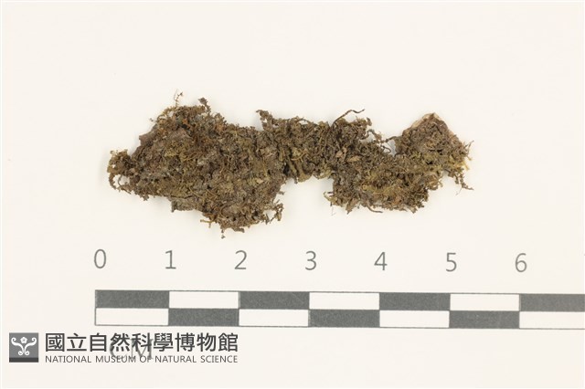 鞭苔,三裂鞭苔藏品圖，第1張