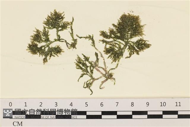 登錄號:A00000675藏品圖，第1張