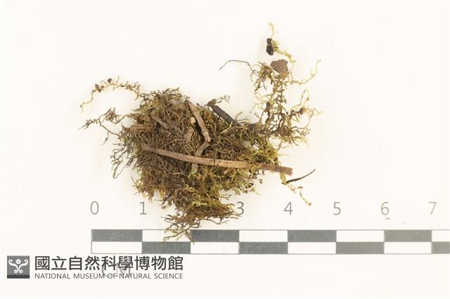 擬毛尖麻羽蘚藏品圖，第1張