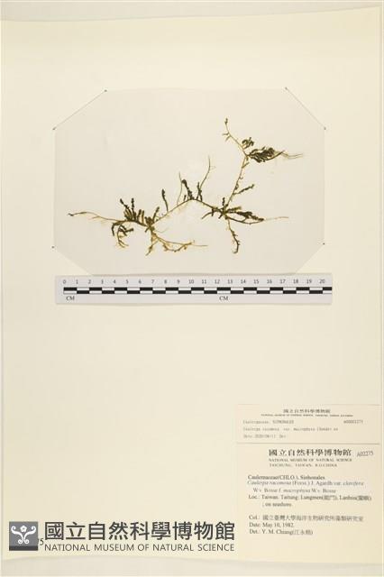 登錄號:A00002275藏品圖，第1張