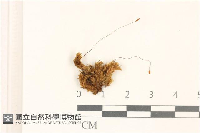 花錦蘚藏品圖，第1張