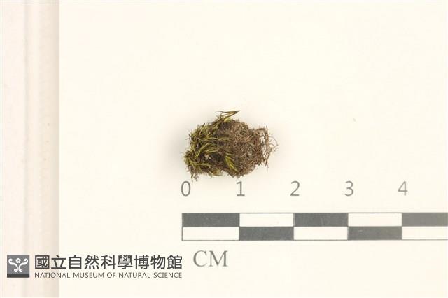 脆枝曲柄蘚藏品圖，第1張
