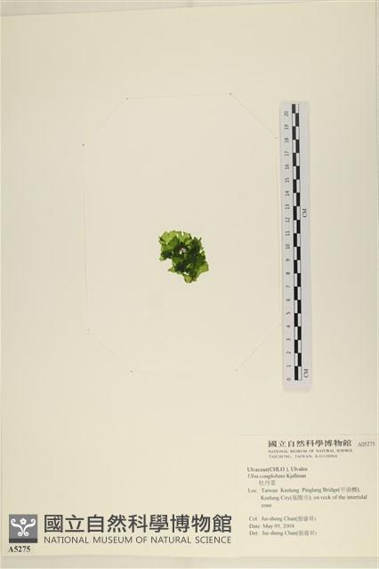 茶花石蓴, 牡丹菜藏品圖，第3張