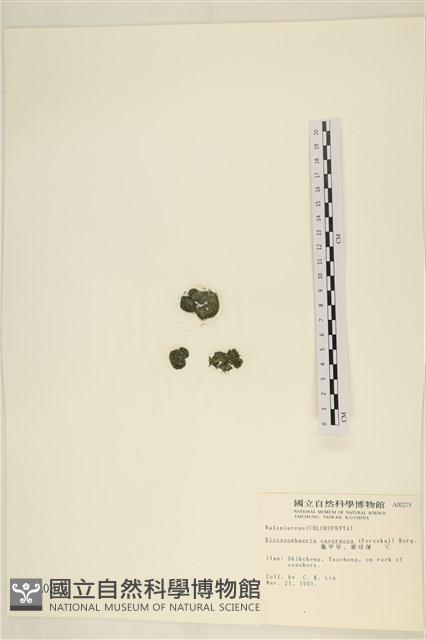 網球藻藏品圖，第1張