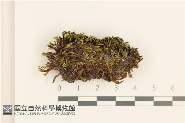 登錄號:B00013275藏品圖，第1張