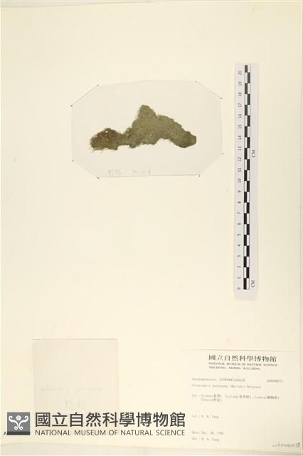 指枝藻藏品圖，第3張