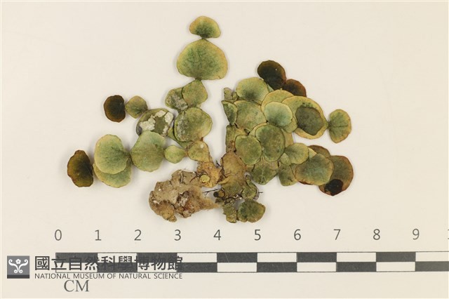 大葉海仙人掌, 大葉仙掌藻藏品圖，第1張