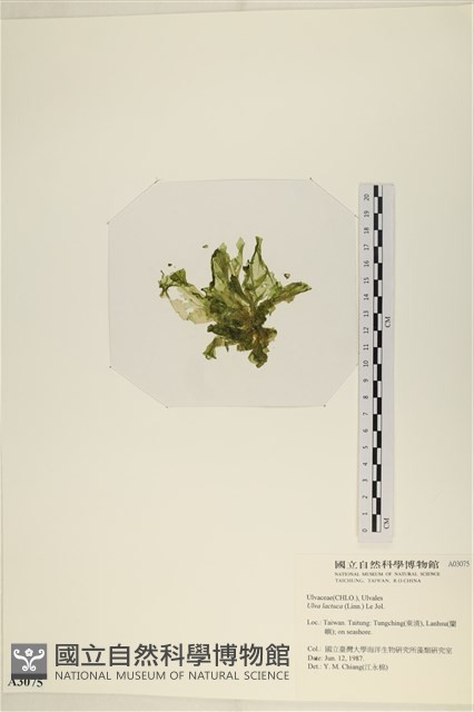 大石蓴, 石蓴藏品圖，第3張