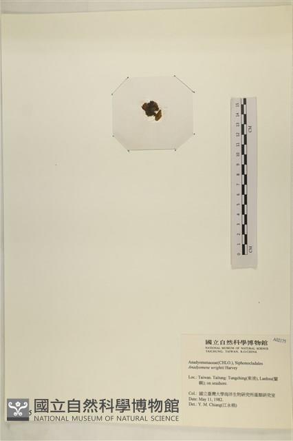 浮網藻, 肋葉藻藏品圖，第3張