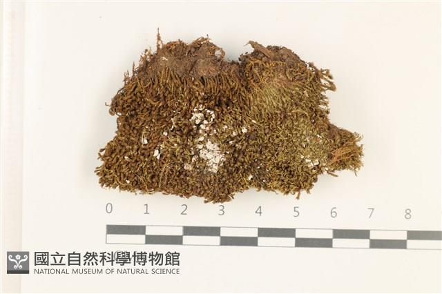 狹葉扭口蘚藏品圖，第1張