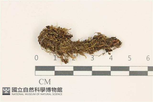 登錄號:B00019175藏品圖，第1張