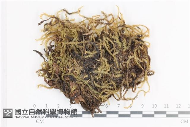 登錄號:B00005175藏品圖，第1張