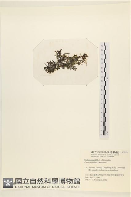 盾葉蕨藻藏品圖，第3張